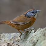Spot-necked Babbler / Stachyris strialata