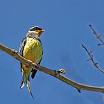 Swallow-tailed Cotinga / Phibalura flavirostris