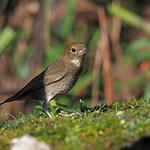 Рыжеголовый соловей / Larvivora ruficeps