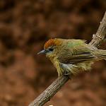 Rufous-fronted Babbler / Cyanoderma rufifrons