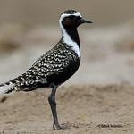 Американская ржанка / Pluvialis dominica