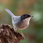 Средиземноморская славка / Curruca melanocephala