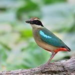 Питта-нимфа / Pitta nympha