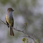 Юкатанский миарх / Myiarchus yucatanensis