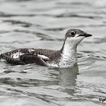 Длинноклювый пыжик / Brachyramphus perdix
