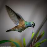 Amazilia Hummingbird / Amazilis amazilia