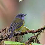 Арфакский свистун / Pachycephala meyeri