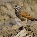 Пёстрая овсянка / Emberiza striolata