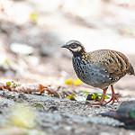 White-cheeked Partridge / Arborophila atrogularis