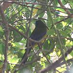 Grey-winged Cotinga / Lipaugus conditus
