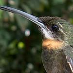Sooty Barbthroat / Threnetes niger