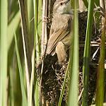 Длиннохвостая цистикола / Cisticola aberrans