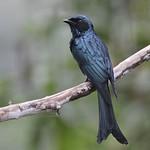 Bronzed Drongo / Dicrurus aeneus