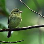 Orange-crested Flycatcher / Myiophobus phoenicomitra