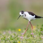 Ходулочник / Himantopus himantopus