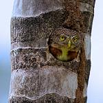 Central American Pygmy Owl / Glaucidium griseiceps