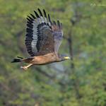 Crested Serpent Eagle / Spilornis cheela