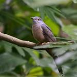 Свинцовый нектароед / Ptiloprora plumbea