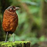 Giant Antpitta / Grallaria gigantea