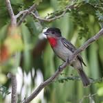 Розовогорлый бекард / Pachyramphus aglaiae