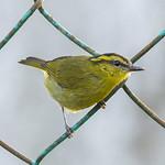 Mountain Leaf Warbler / Phylloscopus trivirgatus