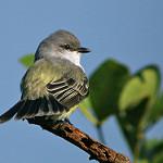 Chapada Flycatcher / Guyramemua affine