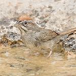 Рыжешапочная овсянка / Aimophila ruficeps