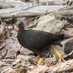 Микронезийский большеног / Megapodius laperouse