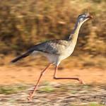 Кариамообразные / Cariamiformes фото