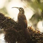 Greater Scythebill / Drymotoxeres pucheranii