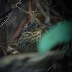 Amazonian Antpitta / Myrmothera berlepschi