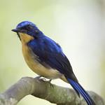 Pygmy Flycatcher / Ficedula hodgsoni