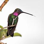Stripe-breasted Starthroat / Heliomaster squamosus