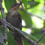 Brown-rumped Foliage-gleaner / Automolus melanopezus