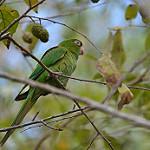 Cuban Parakeet / Psittacara euops
