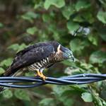 Длинноклювый улиткоед / Chondrohierax uncinatus