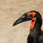 Рогатые вороны / Bucorvidae фото