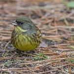 Маскированная овсянка / Emberiza personata