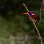 Филиппинский зимородок / Ceyx melanurus