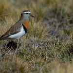 Rufous-chested Dotterel / Zonibyx modestus