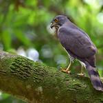 Crested Goshawk / Lophospiza trivirgata