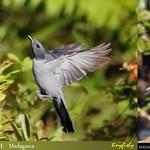 Comoro Cuckooshrike / Ceblepyris cucullatus