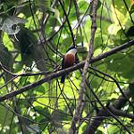Vanuatu Kingfisher / Todiramphus farquhari