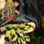 Краснобрюхий тукан / Ramphastos dicolorus