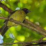Black-headed Berryeater / Carpornis melanocephala