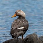 Chubut Steamer Duck / Tachyeres leucocephalus