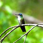 Honduran Emerald / Amazilia luciae