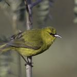 Hawaii Amakihi / Chlorodrepanis virens