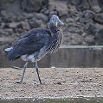 Большеклювая цапля / Ardea sumatrana