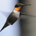 Ruby-throated Hummingbird / Archilochus colubris
